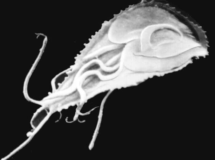 Plas de malaria Modium