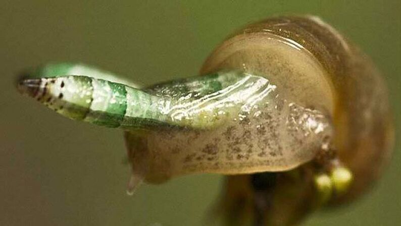 Leucocloridie es paradójico