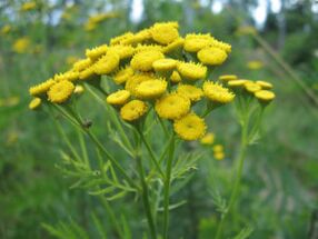 Tansy para eliminar los parásitos del cuerpo.